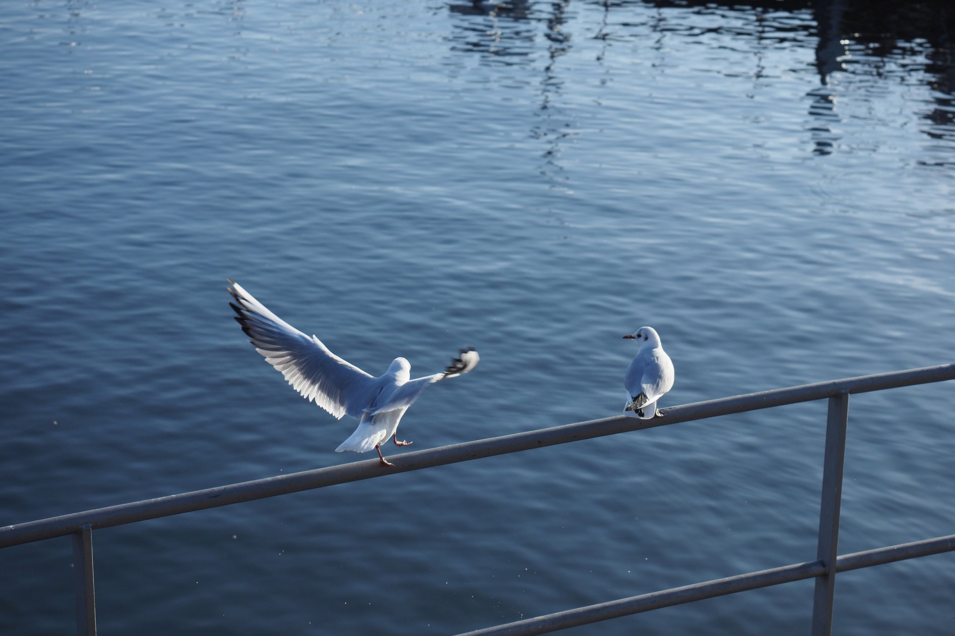 Olympus OM-D E-M1 Mark II: C-AF+Tracking, Bild 28